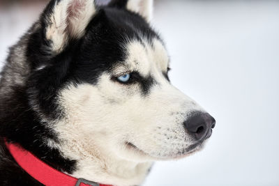 Husky sled dog face, winter background. siberian husky dog breed outdoor muzzle portrait