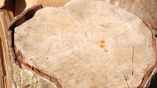 Close-up of old tree