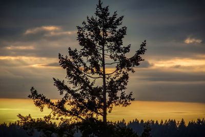 Low angle view of silhouette tree against sky during sunset