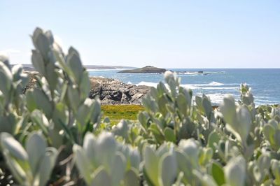 Close-up of wildflowers by sea against clear sky