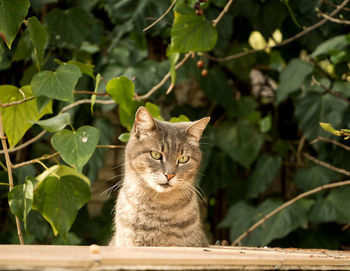 Portrait of a cat