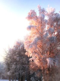 Low angle view of trees against sky during winter