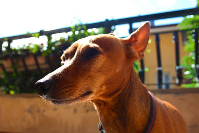 Close-up of dog looking away