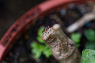 Close-up of insect on leaf