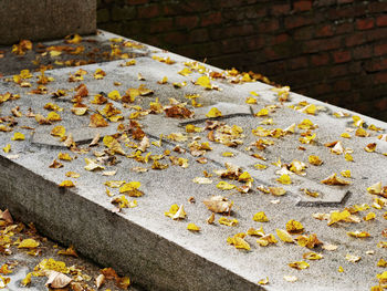 Thick granite stone with emossed cross covered with yellow lime leaves. gravestonein the cementary