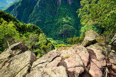 Plants growing on rock