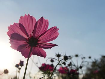 Close-up of pink cosmos flower blooming against sky