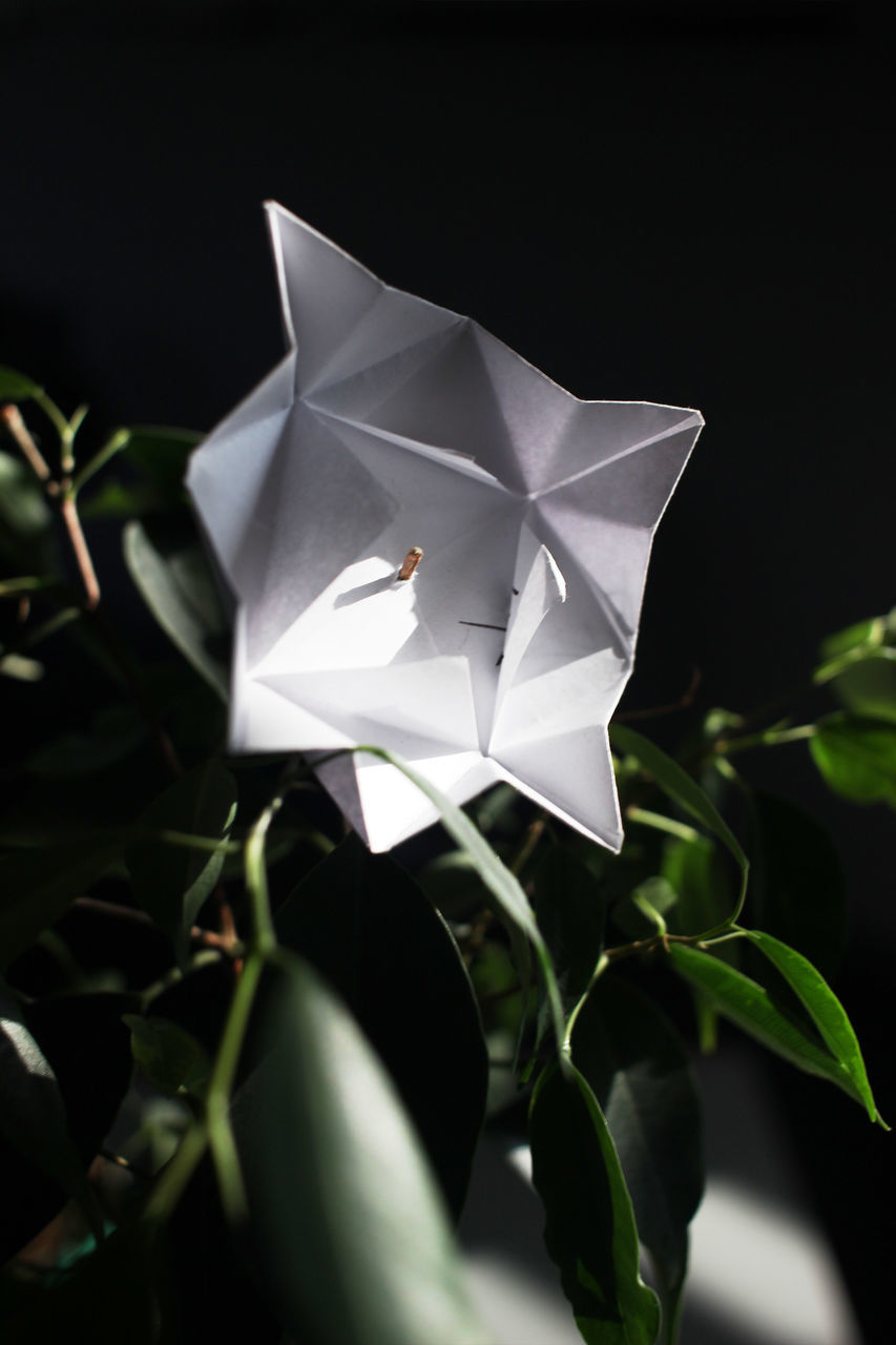 leaf, close-up, paper boat, no people, paper, high angle view, plant, nature, growth, childhood, fragility, black background, outdoors, day, flower