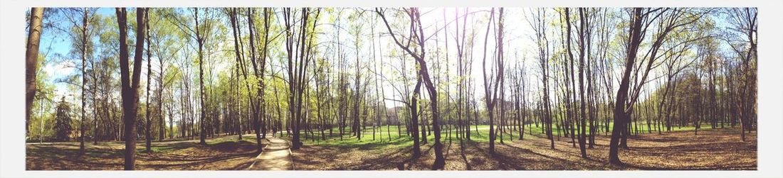 Trees in forest