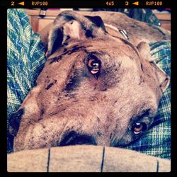 Close-up portrait of a dog