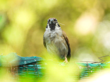 Close-up of bird perching on branch