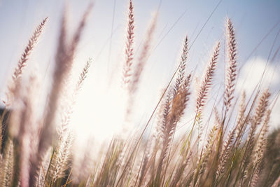 Low angle view of plants on field against sky