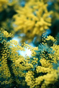 Close-up of yellow flowers