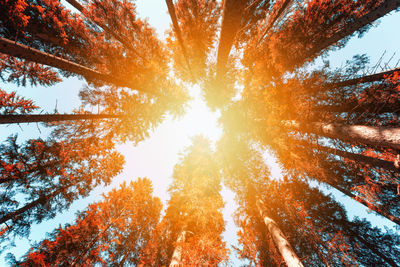 Low angle view of autumnal trees against sky