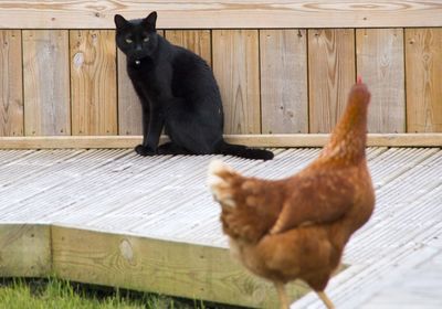 Close-up of cat looking at hen on boardwalk
