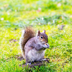 Squirrel on a field