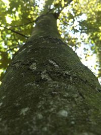 Low angle view of tree trunk