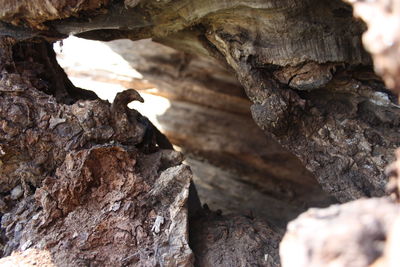 Close-up of tree trunk rock