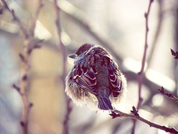 Close-up of bird perching on branch