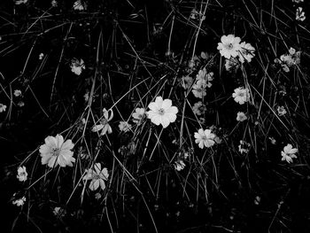 High angle view of white flowering plants on field