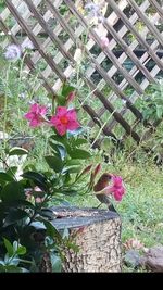Close-up of pink flowering plants
