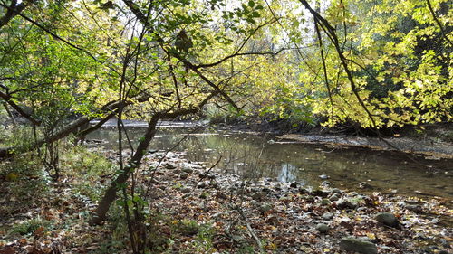 Scenic view of lake in forest