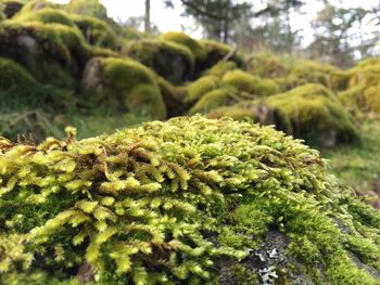 Close-up of moss on rock