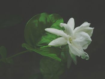 Close-up of white flower