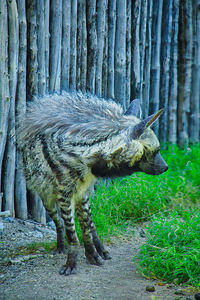 animal