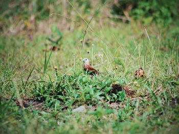 Bird on field