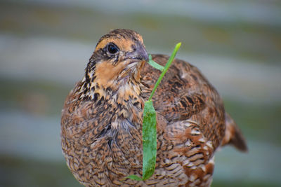 Close-up of a bird