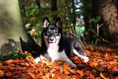 Close-up of dog