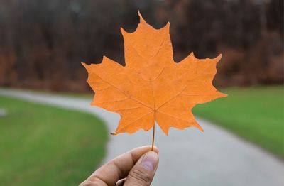 Cropped hand holding maple leaf on road 