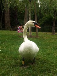 Swan in a field