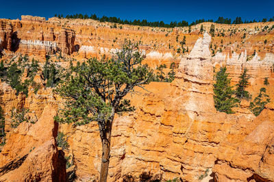 Plants growing on rock