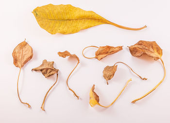 High angle view of dried leaves on table