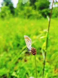 Butterfly pollinating flower