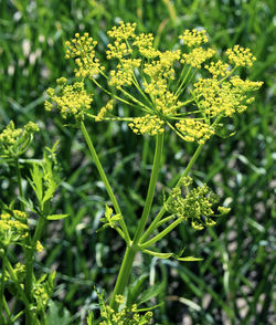 Close-up of flowering plant on field