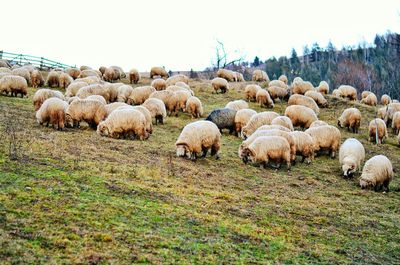 Sheep grazing on field against clear sky