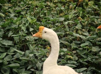 Close-up of a bird against plants