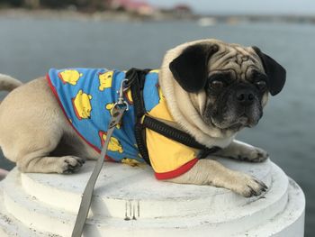 pug