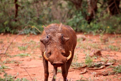 Standing warthog