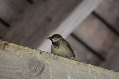 Close-up of bird perching on wood