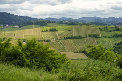 Scenic view of agricultural field against sky