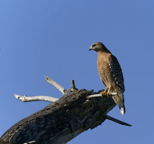Low angle view of eagle perching on wooden post