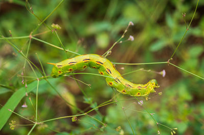 Macro shot of white lined sphinx moth caterpillar on vegetation, shallow depth of field