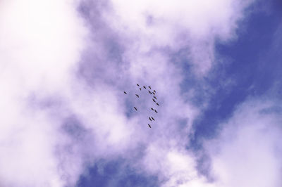 Low angle view of birds flying against sky