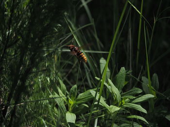 Close-up of bee pollinating on grass