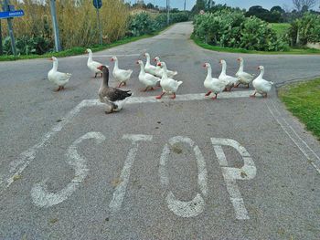 Flock of birds crossing country road