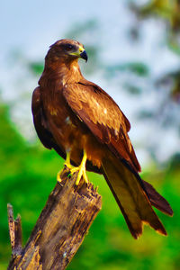 Close-up of eagle perching on wooden post